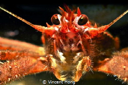 Squat Lobster. by Vincent Hong 